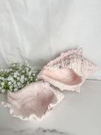 Conch Shells