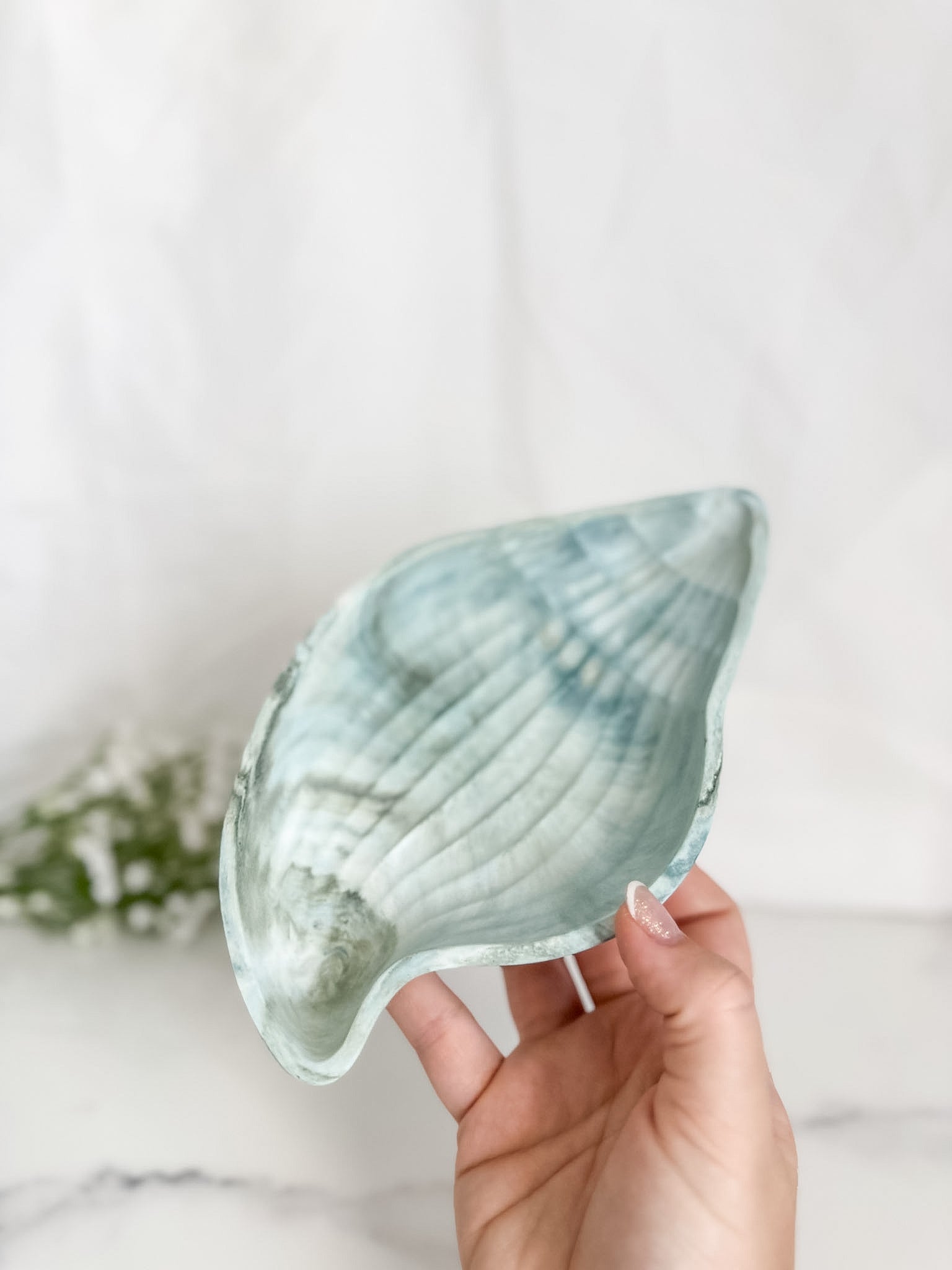 Conch Shell Tray