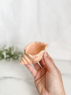 Conch Shell Ring Dish