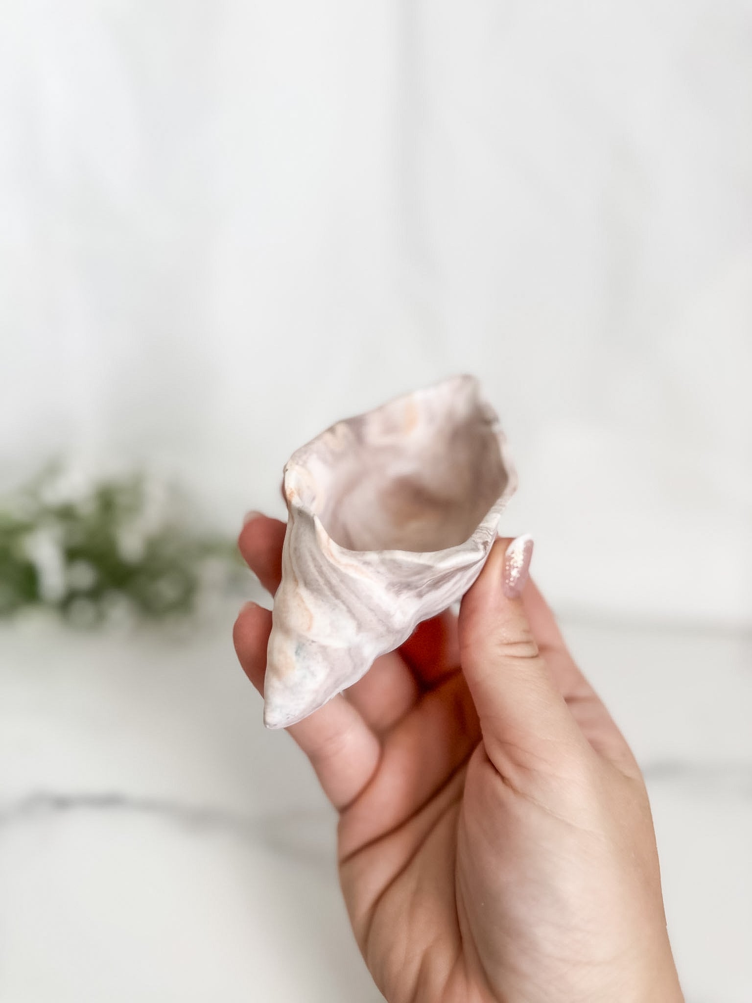 Conch Shell Ring Dish