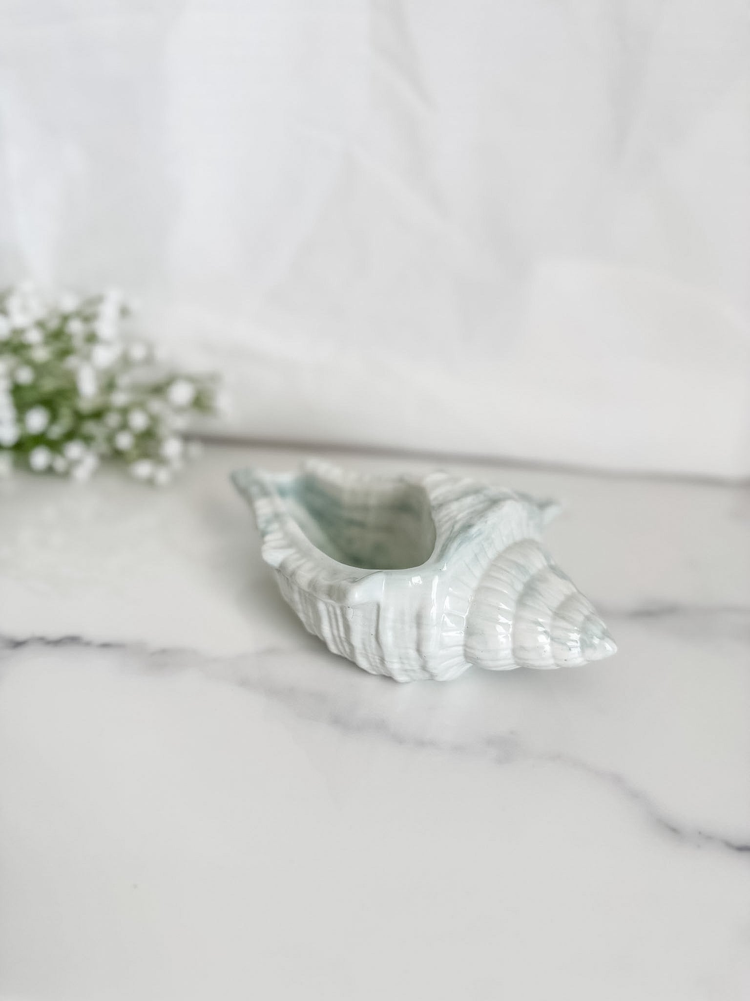 Conch Shells