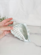 Conch Shells