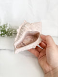 Conch Shells