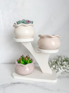 Tree Display Stand