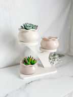 Tree Display Stand